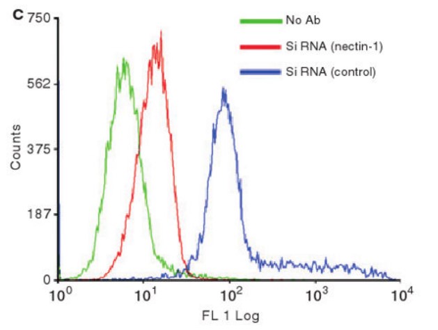 Cell surface expression of nectin-1 in RPE cells is downregulated by the siRNA.jpg